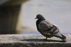 Lo vedi come sta un piccione Lo vedi come sta un piccione
