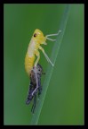 Cicadella Cicadella