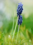 Muscari neglectum Muscari neglectum