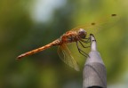 Libellula Libellula