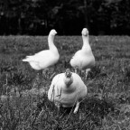 duck attack duck attack