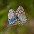 Sempre acopiamento Sempre acopiamento