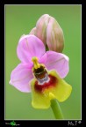 ...Ophrys tenthredinifera... ...Ophrys tenthredinifera...
