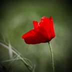 red in the sun red in the sun