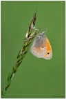 Coenonympha-pamphilus Coenonympha-pamphilus