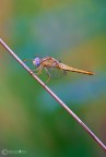 Dragonfly in un mondo di colori Dragonfly in un mondo di colori