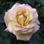 rosa delicata rosa delicata