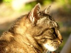 La tigre del mio giardino.