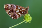 Boloria clossiana Boloria clossiana