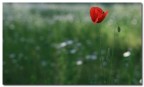 soft red soft red