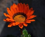 luce luce