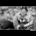 ::: ..... ::: ::: ..... :::