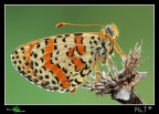 ...Melitaea... ...Melitaea...