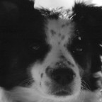 Dingo (I° piano) Dingo (I° piano)