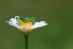 da grande voglio fare la farfalla!! da grande voglio fare la farfalla!!