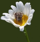 La mia casina La mia casina