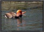Fistione Turco # 6 - Quack!!! Fistione Turco # 6 - Quack!!!