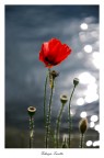 Fascino rosso Fascino rosso