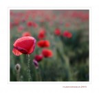 Little red King... Little red King...