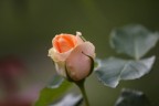rosa rosa