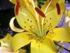 57 L'ANIMA.....DEL FIORE 57 L'ANIMA.....DEL FIORE
