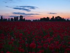 Papaveri all'imbrunire Papaveri all'imbrunire