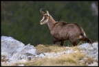 camoscio camoscio