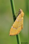 La sentinella