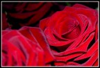 Rose rosse per TE Rose rosse per TE