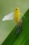 Cicadella viridis Cicadella viridis