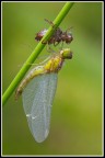 Nata Nata