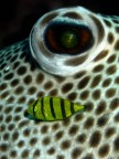 remora di pesce scatola (Arothron stellatus) remora di pesce scatola (Arothron stellatus)