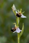 Ophrys apifera Ophrys apifera