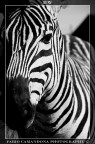 BW BW