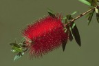 callistemon citrinus callistemon citrinus