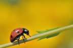Nel Giallo Nel Giallo