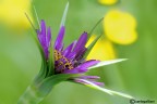 Tragopogon Tragopogon