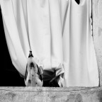 curiosità curiosità