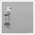 Sea gull Sea gull