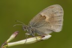 Coenonympha pamphilus Coenonympha pamphilus