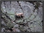 Stambecco PNGP # 4 - Free Climbing
