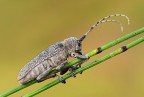 Cerambice (saperda carcharias) Cerambice (saperda carcharias)