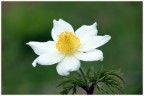 Mi dite il nome di questo fiore? Mi dite il nome di questo fiore?