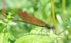 damigella damigella