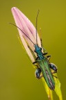 Oedemeridae 2010 Oedemeridae 2010