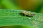 Cicadella Cicadella