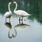 insieme... insieme...