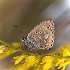 Al sole ad asciugarmi Al sole ad asciugarmi