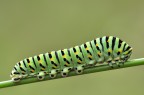 bruco di Papilio machaon. bruco di Papilio machaon.