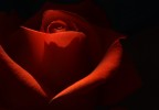 rosa rosae rosae.. rosa rosae rosae..